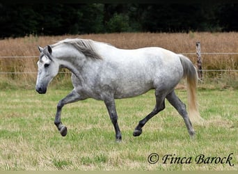 PRE Mix, Mare, 6 years, 15.2 hh, Gray