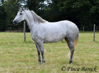 PRE Mix, Mare, 6 years, 15.2 hh, Gray