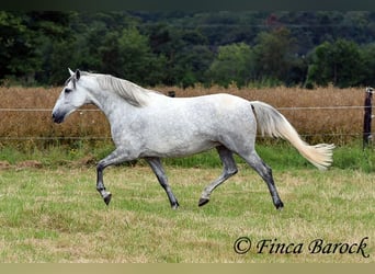 PRE Mix, Mare, 6 years, 15.2 hh, Gray
