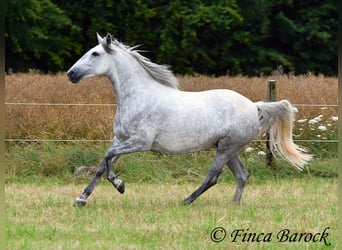 PRE Mix, Mare, 6 years, 15.2 hh, Gray