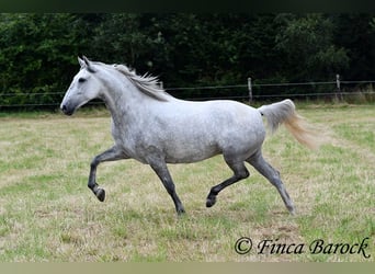 PRE Mix, Mare, 6 years, 15.2 hh, Gray