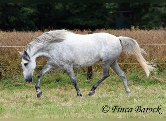 PRE Mix, Mare, 6 years, 15.2 hh, Gray