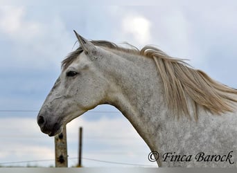 PRE Mix, Mare, 6 years, 15.2 hh, Gray