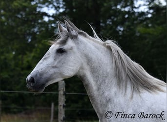 PRE Mix, Mare, 6 years, 15.2 hh, Gray