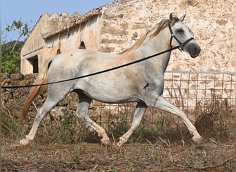 PRE Mix, Mare, 6 years, 15.2 hh, Grey
