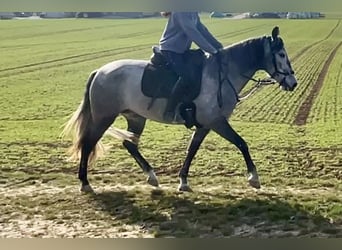 PRE Mix, Mare, 6 years, 15.2 hh, Grey-Dark-Tan