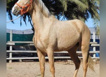 PRE Mix, Mare, 6 years, 15.2 hh, Overo-all-colors