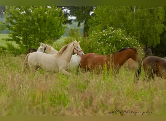 PRE, Mare, 6 years, 15.2 hh, Pearl