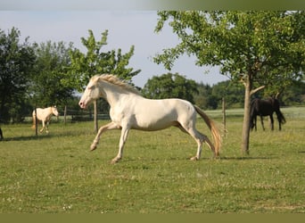 PRE Mix, Mare, 6 years, 15.2 hh, Perlino