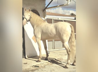 PRE, Mare, 6 years, 15.2 hh, Perlino