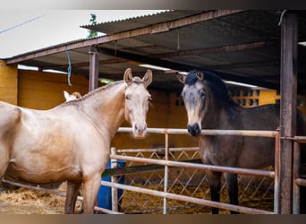 PRE Mix, Mare, 6 years, 15.3 hh, Champagne