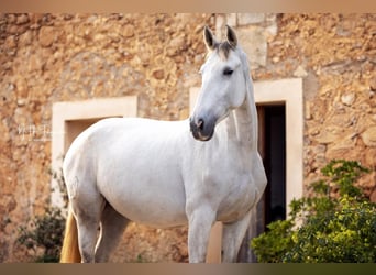 PRE Mix, Mare, 6 years, 15.3 hh, Grey