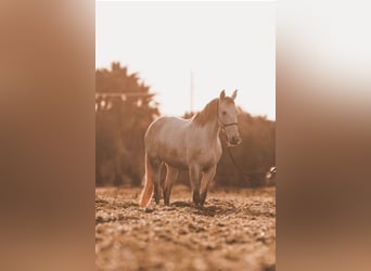 PRE Mix, Mare, 6 years, 15.3 hh, Grey