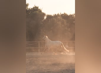 PRE Mix, Mare, 6 years, 15.3 hh, Grey