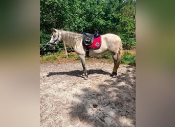 PRE, Mare, 6 years, 15.3 hh, Grey