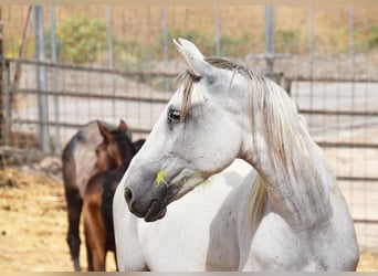 PRE, Mare, 6 years, 15.3 hh, Grey