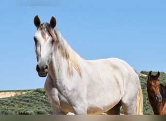 PRE, Mare, 6 years, 15.3 hh, Grey