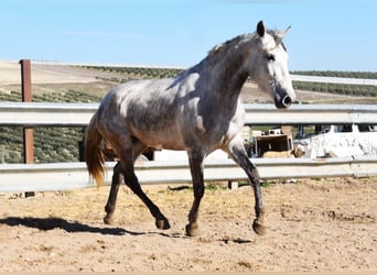 PRE, Mare, 6 years, 15.3 hh, Grey
