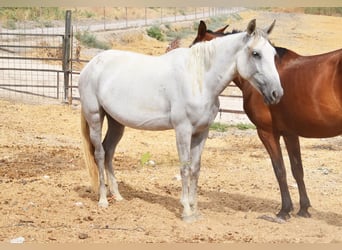 PRE, Mare, 6 years, 15.3 hh, Grey