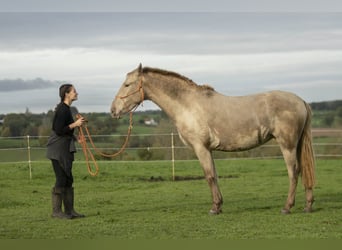 PRE, Mare, 6 years, 15,3 hh, Pearl