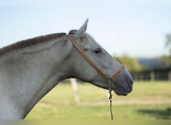 PRE, Mare, 6 years, 15,3 hh, Pearl