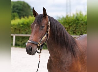 PRE Mix, Mare, 6 years, 15 hh, Bay-Dark