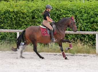 PRE Mix, Mare, 6 years, 15 hh, Bay-Dark