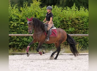 PRE Mix, Mare, 6 years, 15 hh, Bay-Dark