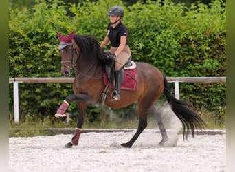 PRE Mix, Mare, 6 years, 15 hh, Bay-Dark