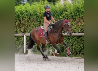 PRE Mix, Mare, 6 years, 15 hh, Bay-Dark