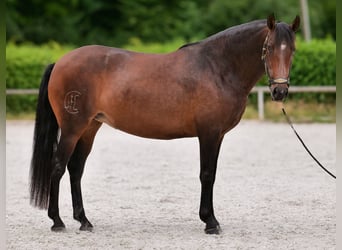 PRE Mix, Mare, 6 years, 15 hh, Bay-Dark