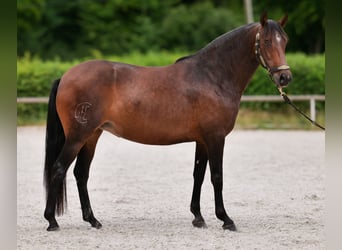 PRE Mix, Mare, 6 years, 15 hh, Bay-Dark
