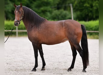 PRE Mix, Mare, 6 years, 15 hh, Bay-Dark
