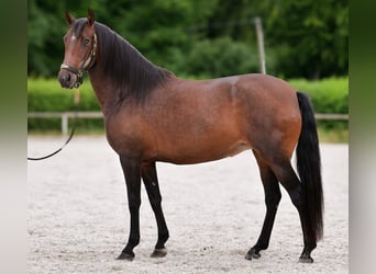 PRE Mix, Mare, 6 years, 15 hh, Bay-Dark