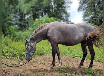 PRE Mix, Mare, 6 years, 15 hh, Gray