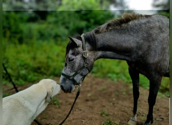 PRE Mix, Mare, 6 years, 15,1 hh, Grey-Blue-Tan