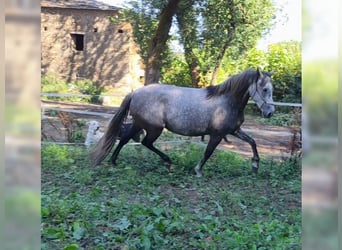 PRE Mix, Mare, 6 years, 15,1 hh, Grey-Blue-Tan
