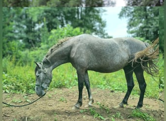 PRE Mix, Mare, 6 years, 15,1 hh, Grey-Blue-Tan