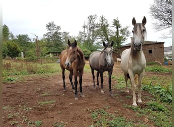 PRE Mix, Mare, 6 years, 15,1 hh, Grey-Blue-Tan