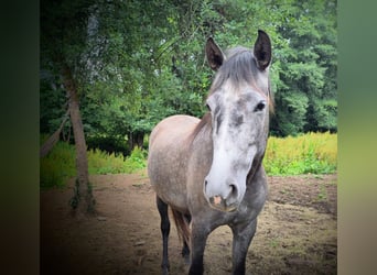 PRE Mix, Mare, 6 years, 15,1 hh, Grey-Blue-Tan