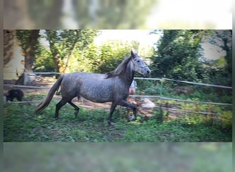 PRE Mix, Mare, 6 years, 15,1 hh, Grey-Blue-Tan