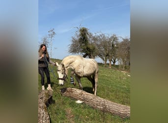 PRE, Mare, 6 years, 15,1 hh, Grey