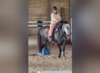 PRE Mix, Mare, 6 years, 15,1 hh, Grey
