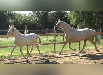 PRE Mix, Mare, 6 years, 15,1 hh, Palomino