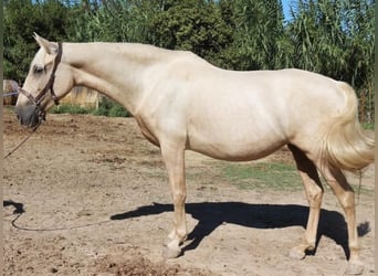 PRE Mix, Mare, 6 years, 15,1 hh, Palomino