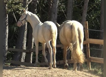 PRE Mix, Mare, 6 years, 15,1 hh, Palomino