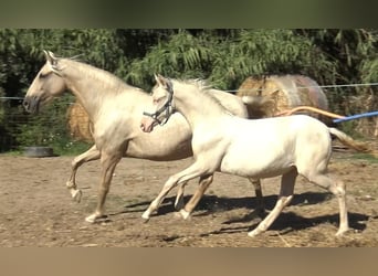 PRE Mix, Mare, 6 years, 15,1 hh, Palomino