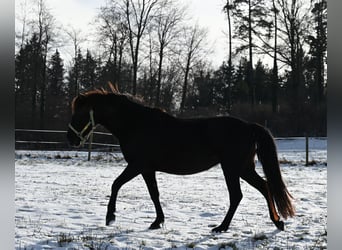 PRE, Mare, 6 years, 15,2 hh, Black