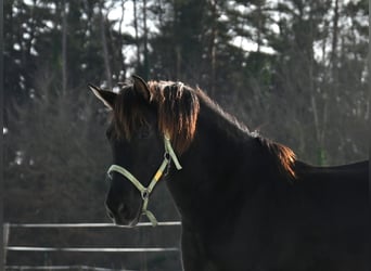 PRE, Mare, 6 years, 15,2 hh, Black
