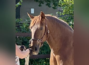 PRE, Mare, 6 years, 15,2 hh, Chestnut-Red